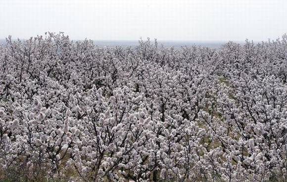 ȫ�������ӻ�������