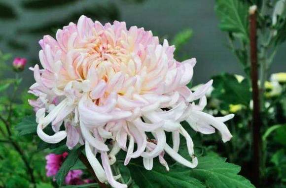 ˪����˪�����Ӳ����� Ѽ���ܲ��˽���