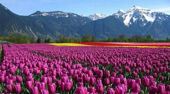 ����������ɫ