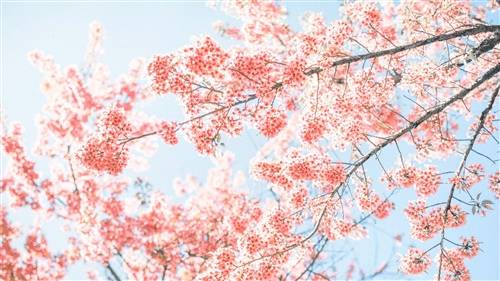 昙花一现为韦陀的诗句