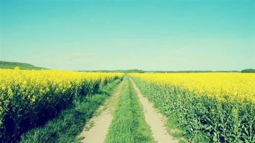 形容春季美景的诗句