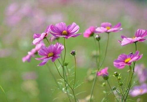 没有了没有了的诗句