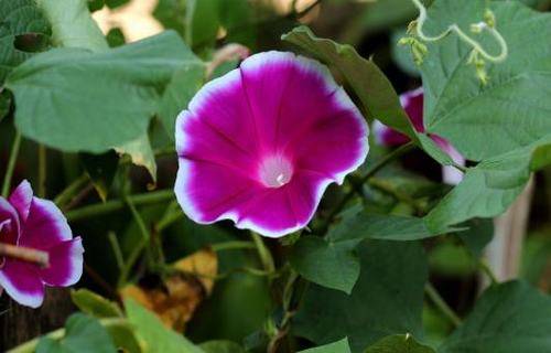 鹊桥仙古诗原文