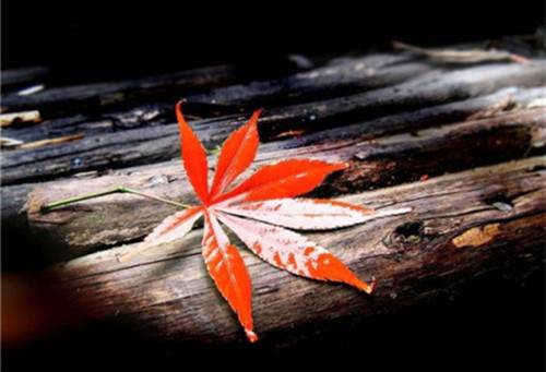 竹里馆爱上古诗