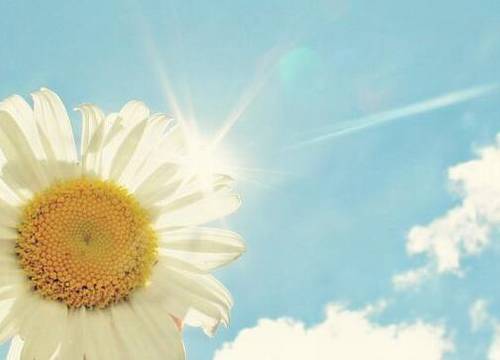 《荷花》的诗句