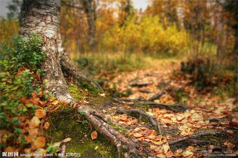 北师大版二年级古诗