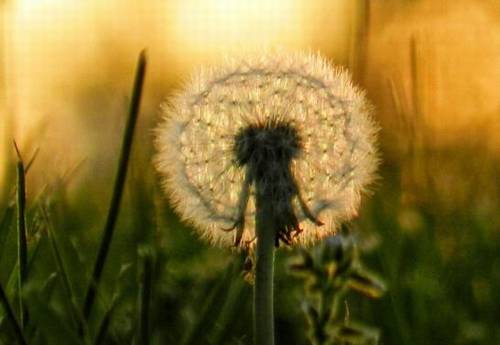 关于南海观音的诗句