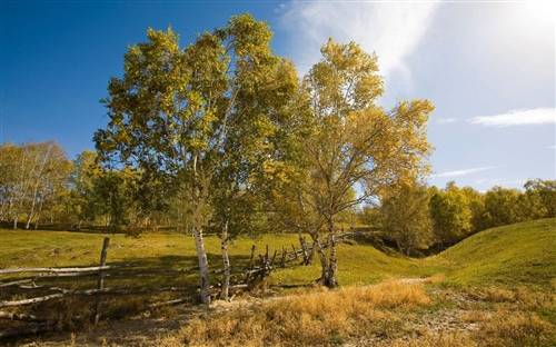 牧童古诗的意思