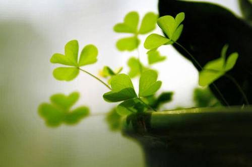 悼念爷爷去世的诗句