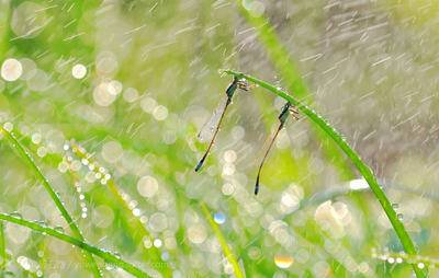 新芜湖方特导游词