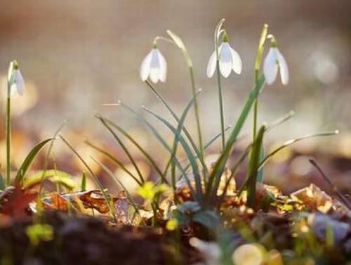 小度播放播放播放古诗