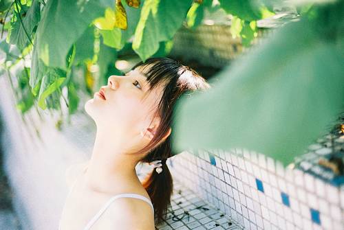 描写郁金香绽放的诗句