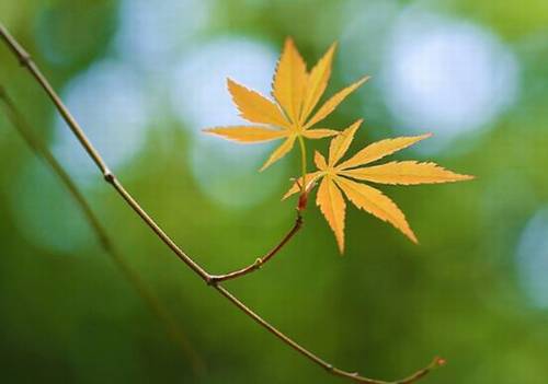 简单的导游词小学生