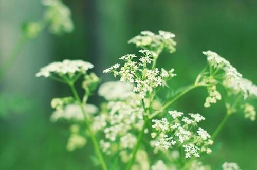 设计赵州桥导游词