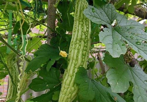 关于双龙洞的古诗