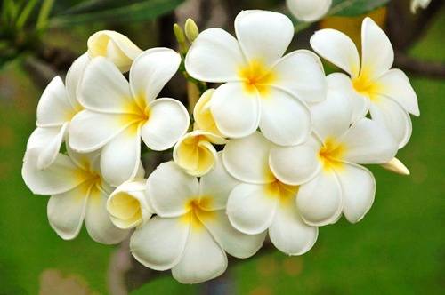 五粮液酒厂导游词