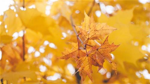 导游词欢迎词云南