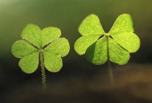 祖国风光的古诗词