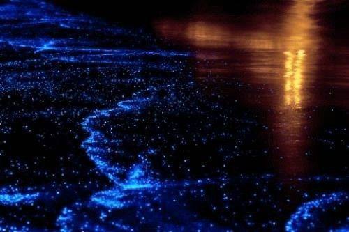 燕来古诗的意思