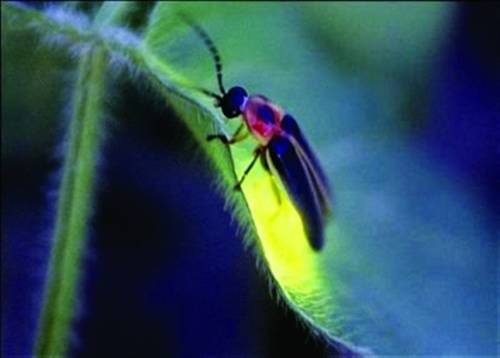 导游十二篇导游词