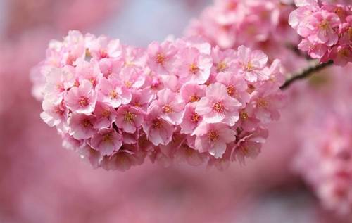 夸奖河豚鲜美的诗句