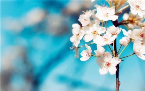 描写儿童追蝴蝶的诗句