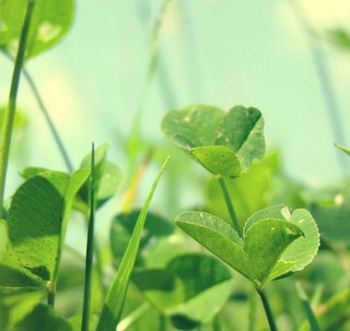 关于茶文化的诗句