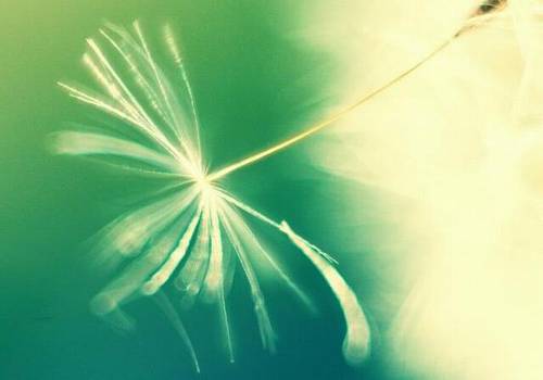 描写蟾蜍的诗句