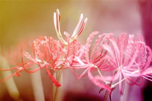 观潮导游词题目