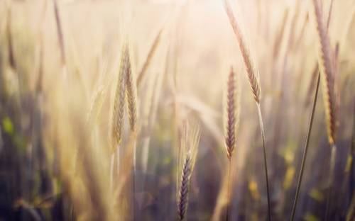 给故宫写导游词