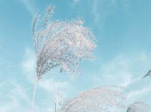 描写蓬莱阁的诗句