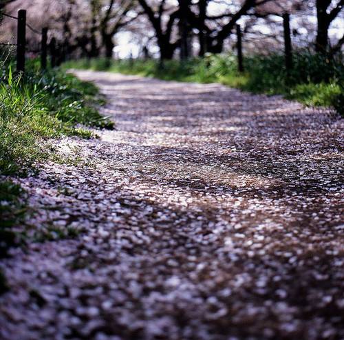 旗山温泉导游词范文