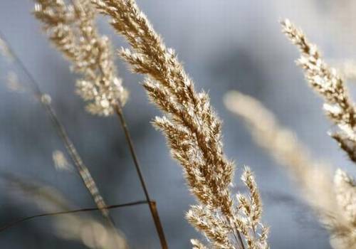 莆田导游词英语