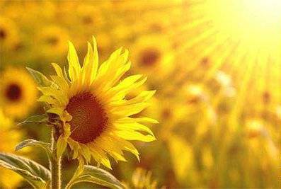 英姿飒爽的诗句