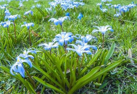 鹅鹅鹅古诗英文