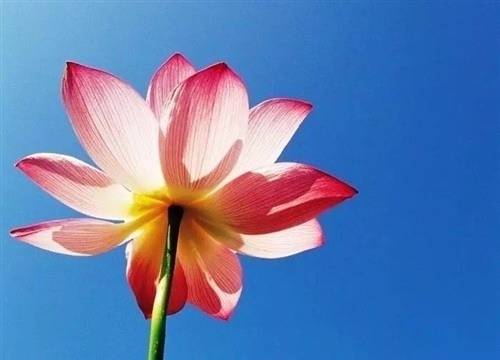 亲人故去的诗句