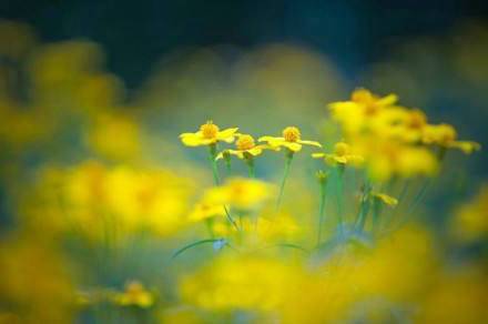 含有夏字的诗句