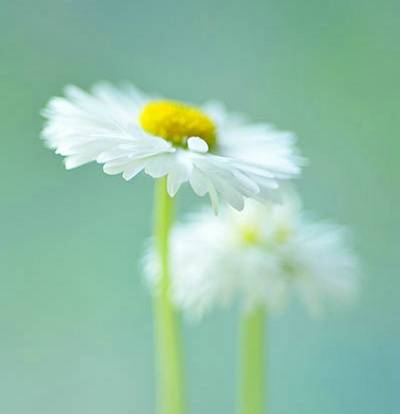 关于女性的诗句