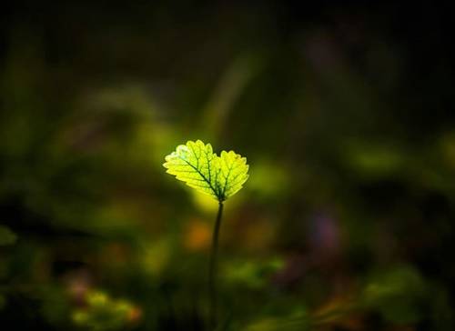 梅花品质的诗句