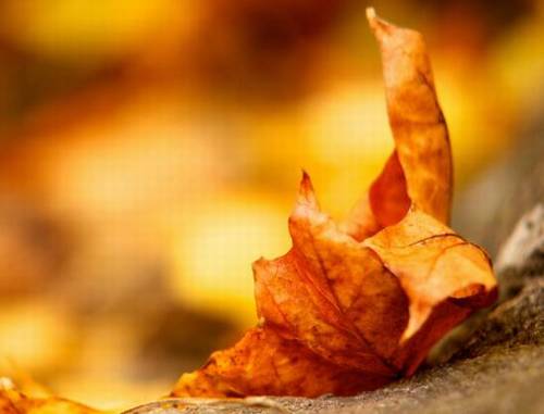 赞美事业蓬勃的诗句