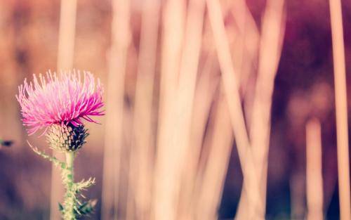 蒙自碧色寨导游词