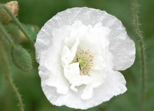 乞巧古诗的注释