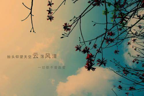 有关杨万里荷叶的诗句