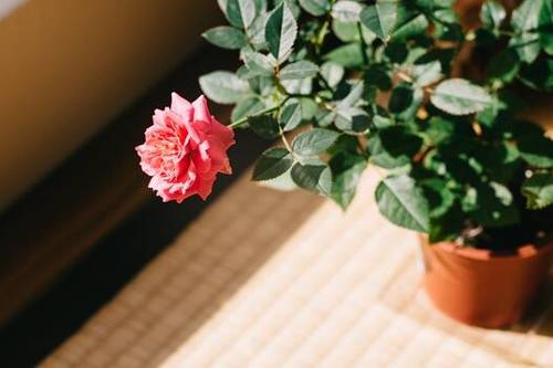 关于屈原的爱国的古诗