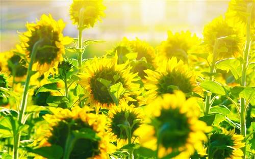 诗歌包括古诗吗