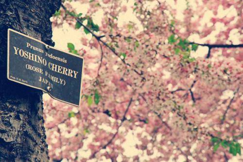 关于绿豆沙的诗句