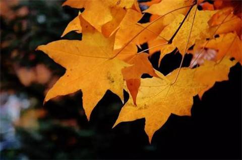 关于友好亲爱的诗句