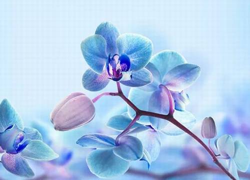 想老婆的诗句短句