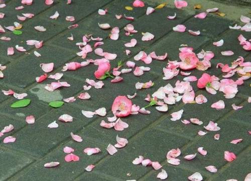 八上语文古诗苏教版