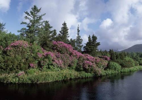 古诗《宁可食无肉》